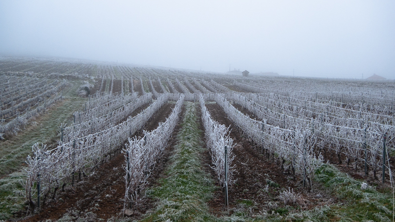 Quincié-en-Beaujolais (69)